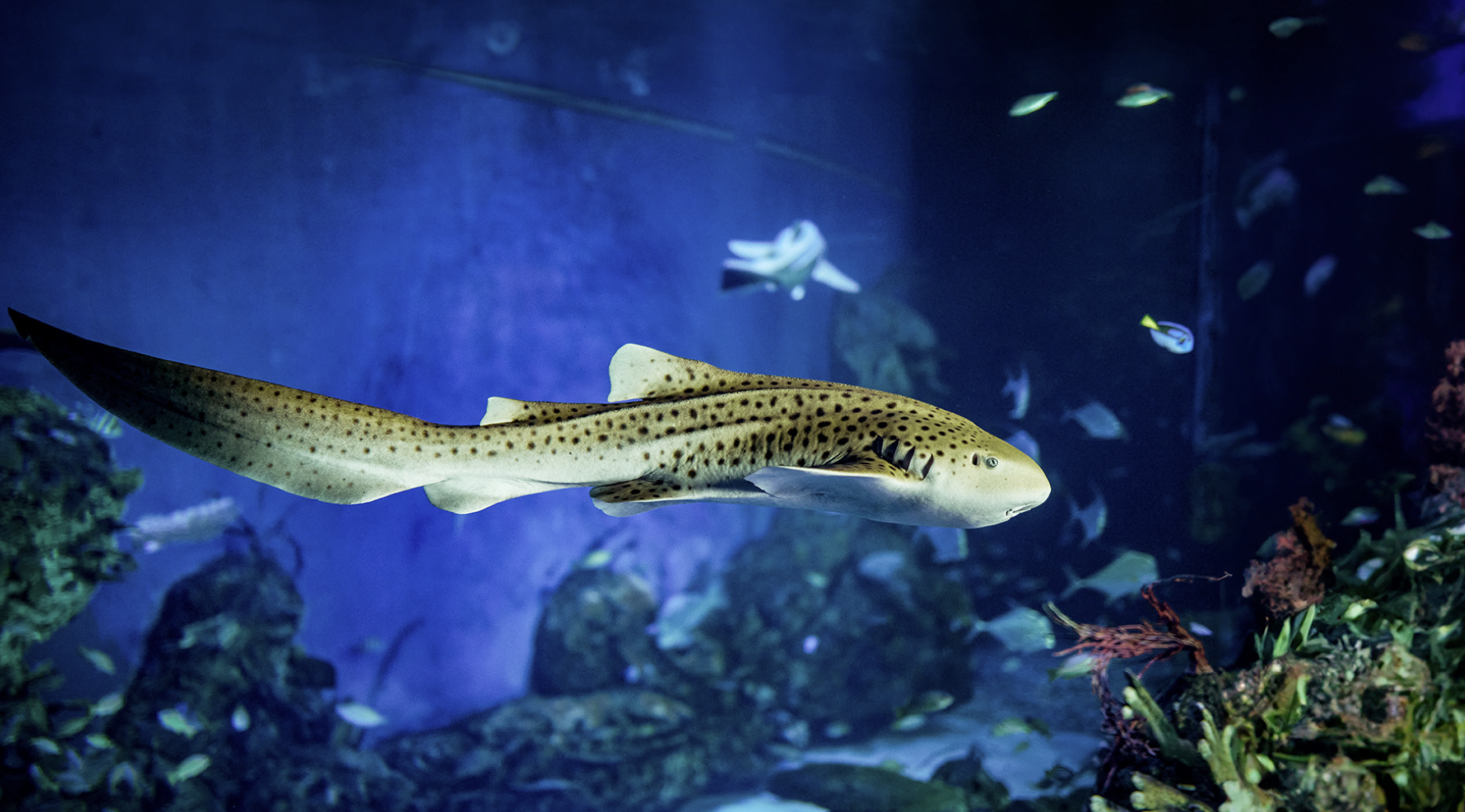 A zebra shark swims through a deep-blue reef habitat at Marine Safari Bali.