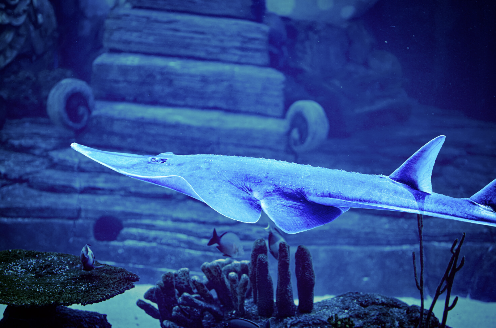A sawfish glides past a submerged temple staircase in the blue-lit habitat at Marine Safari Bali.