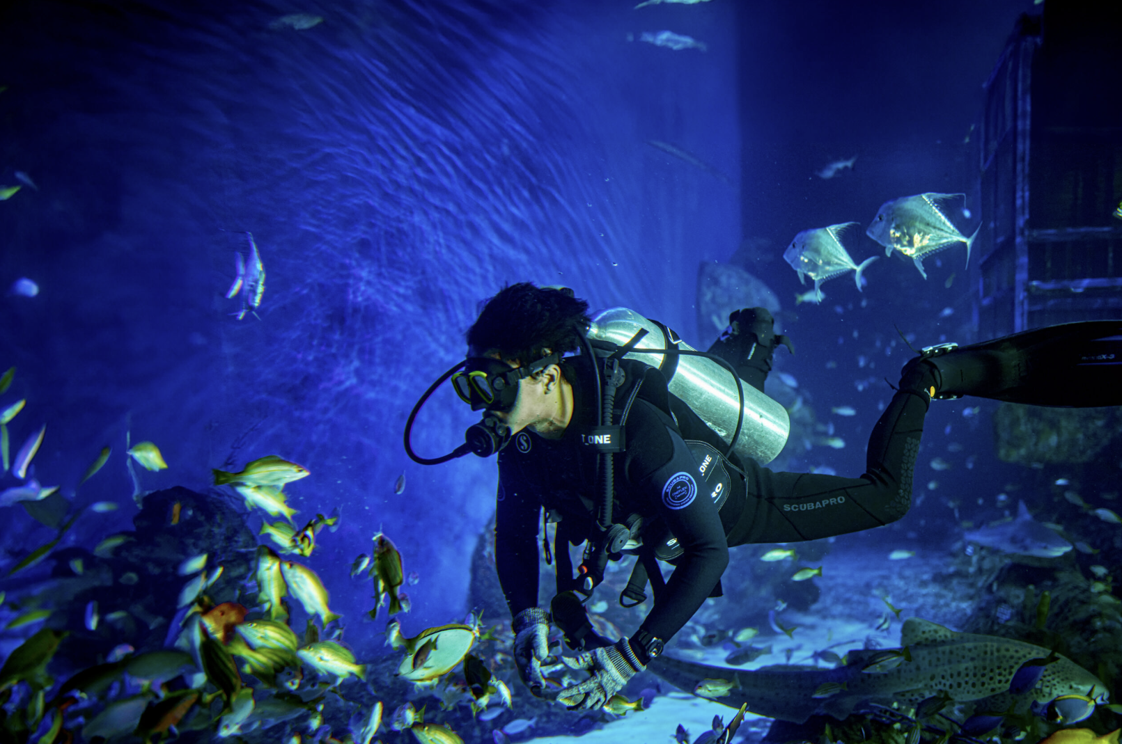 A diver in scuba gear glides through a large blue tank at Marine Safari Bali surrounded by schooling reef fish and a leopard shark.